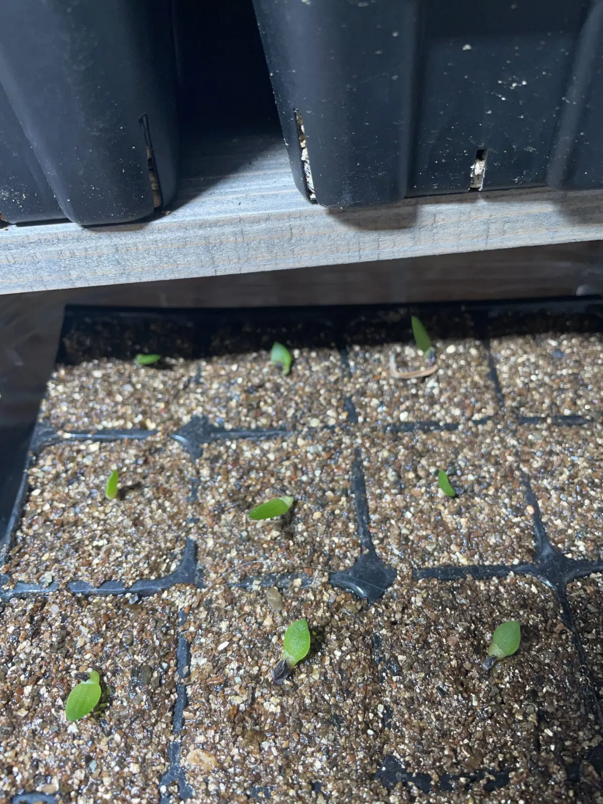  アロエ アクレアータ Aloe aculeata