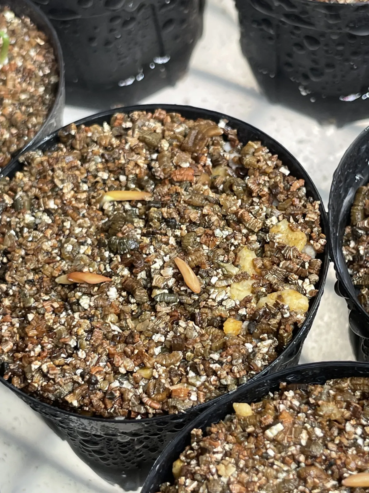 [無料種子] 発芽難 パキポディウム グラキリス　 Pachypodium rosulatum var. gracilius