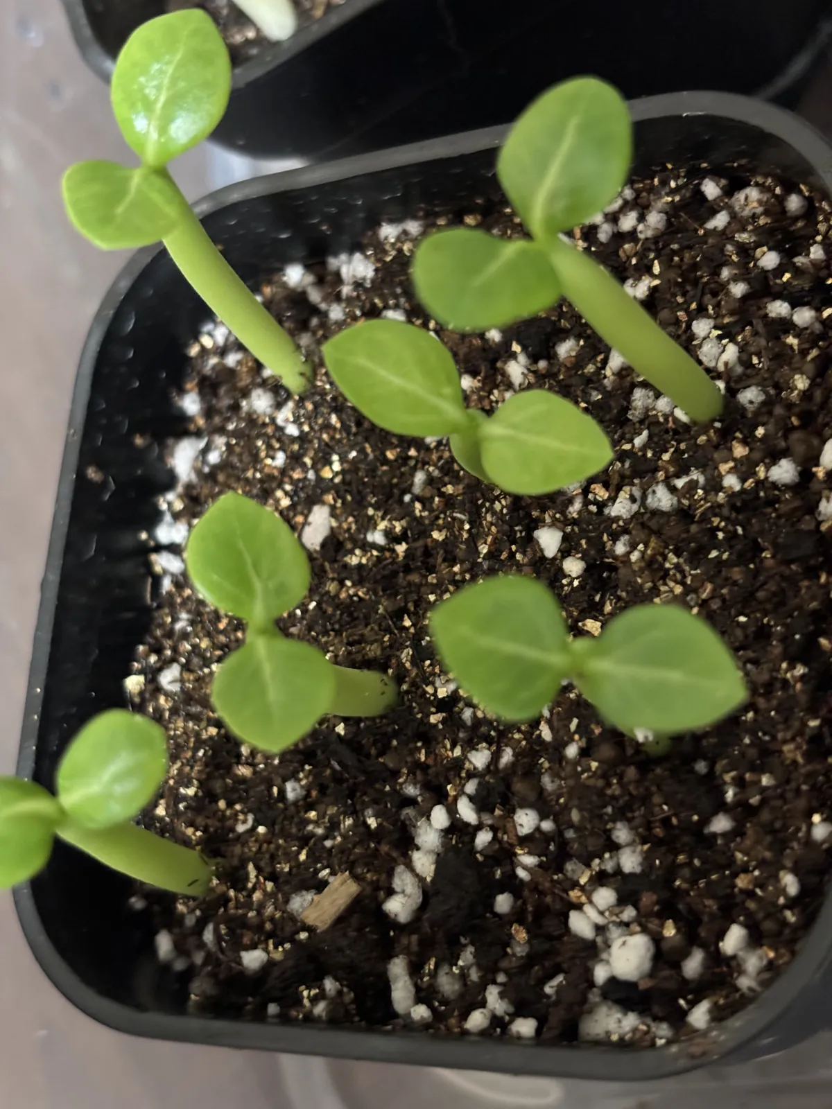 Adenium arabicum (アデニウム エイリアン)