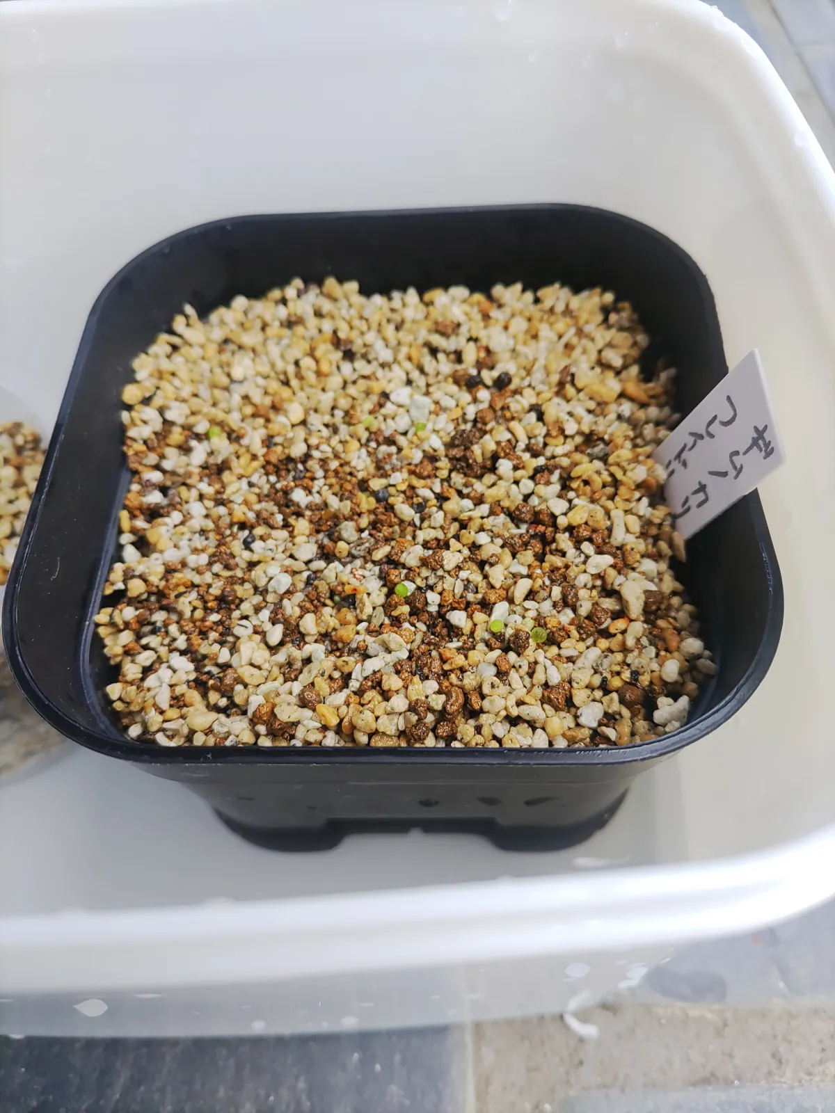 Gymnocalycium mihanovichii var. friedrichii Hibotan (ギムノカリキウム フレイドリッヒ)