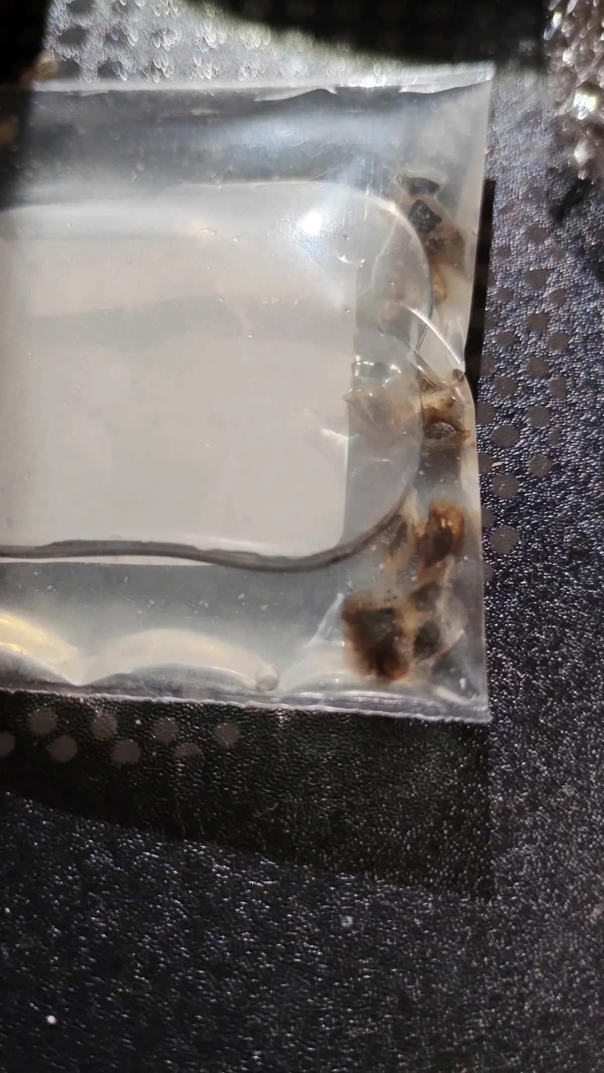 Aloe maculata (アロエ マクラータ)