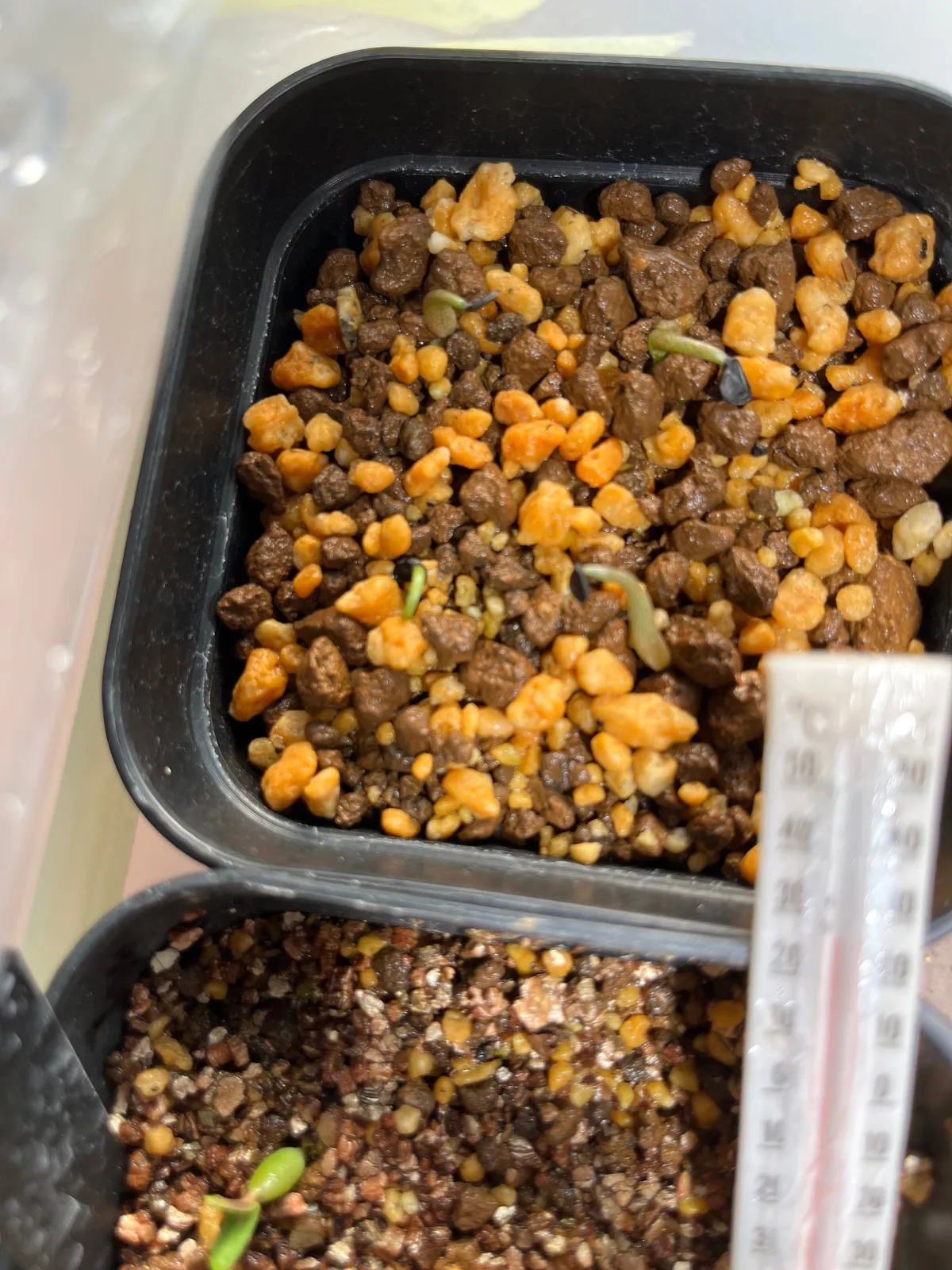 Agave univittata (アガベ ユニビタータ)