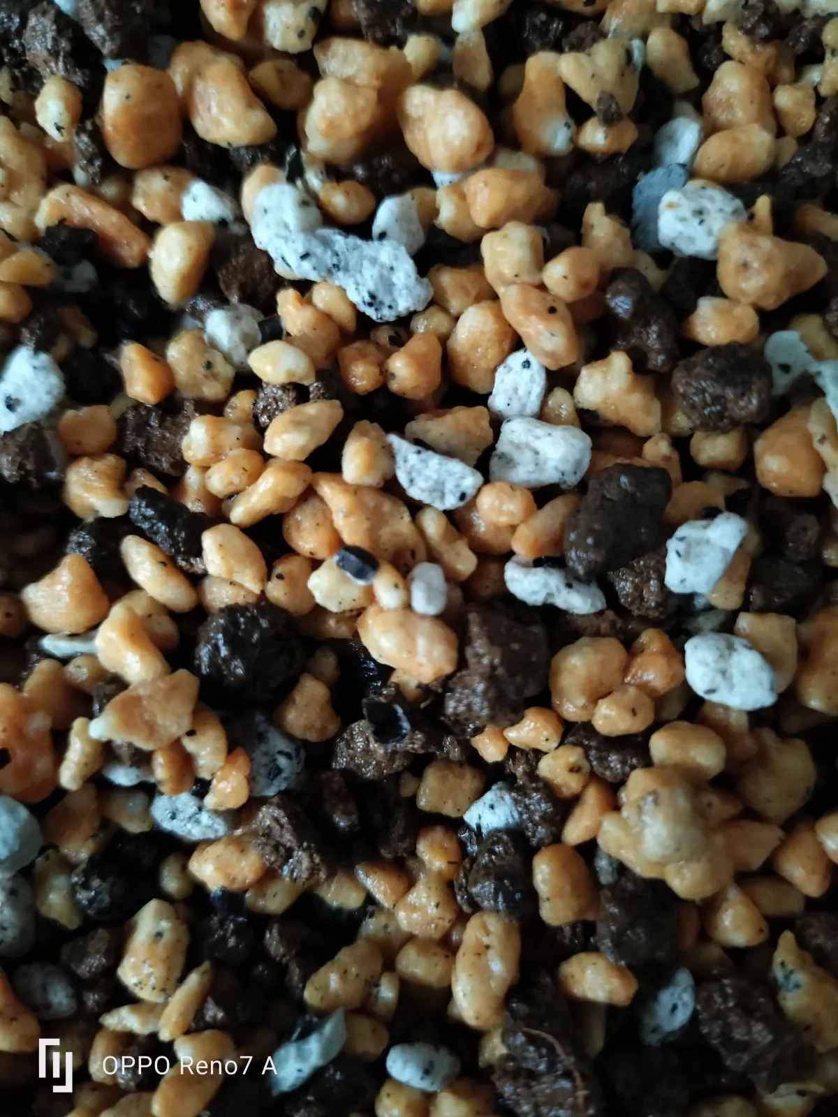 Aloe suprafoliata (アロエ スプラフォリアータ)