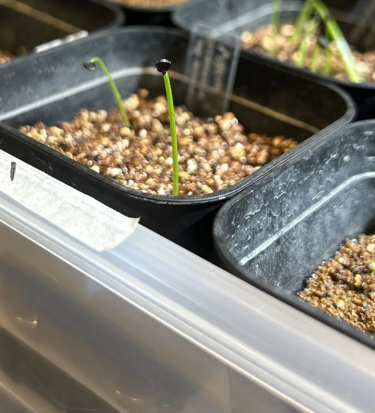 Agave attenuata (アガベ アテナータ 初緑)