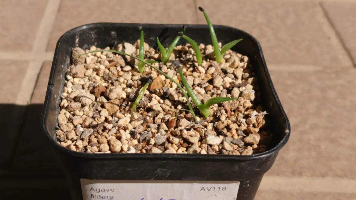 Agave filifera (アガベ フィリフェラ)