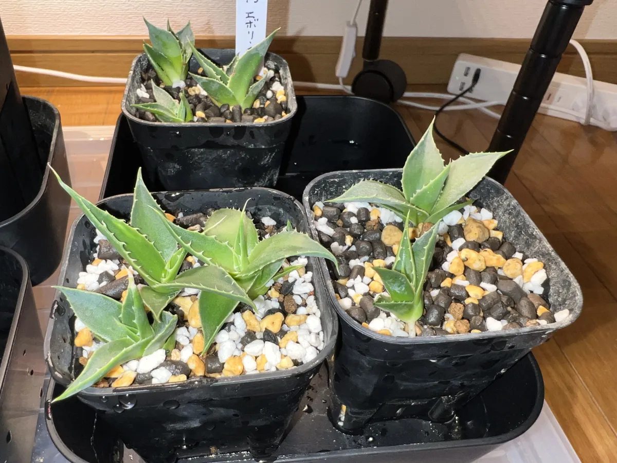 Agave utahensis var. eborispina 'Hayford' (アガベ エボリスピナ ヘイフォード)