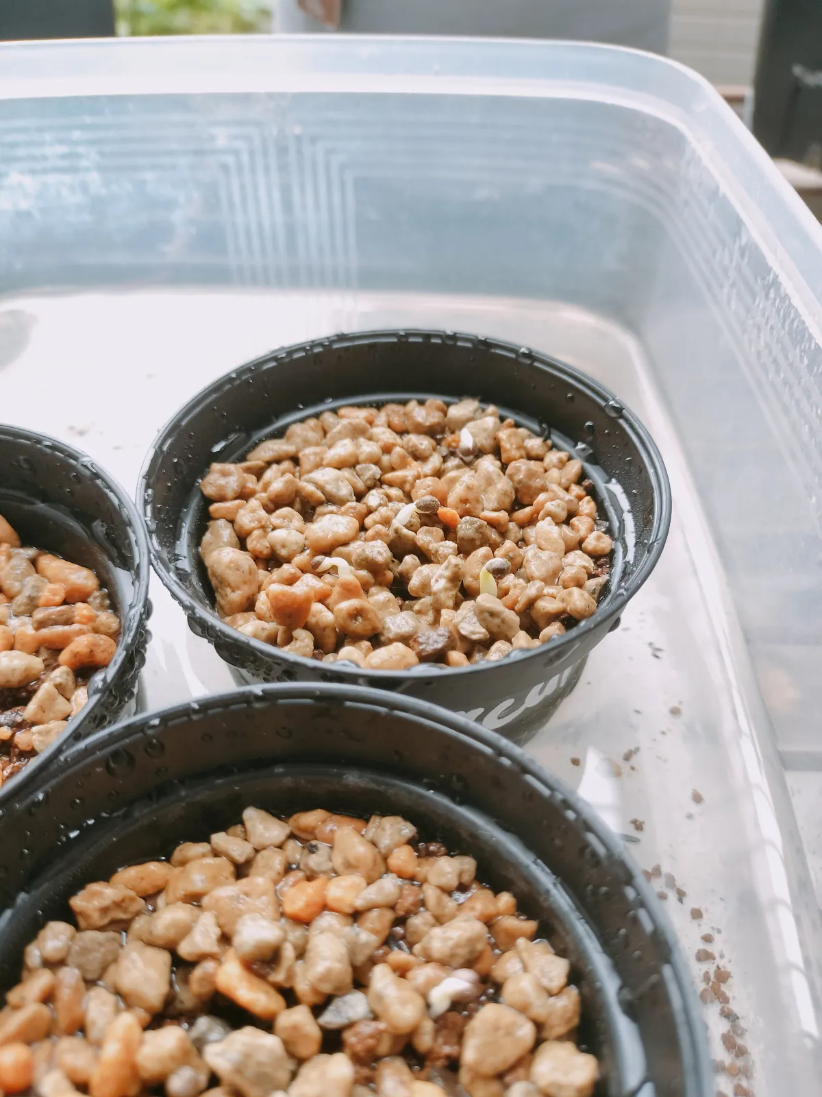 Euphorbia obesa subsp. obesa (ユーフォルビア オベサ)