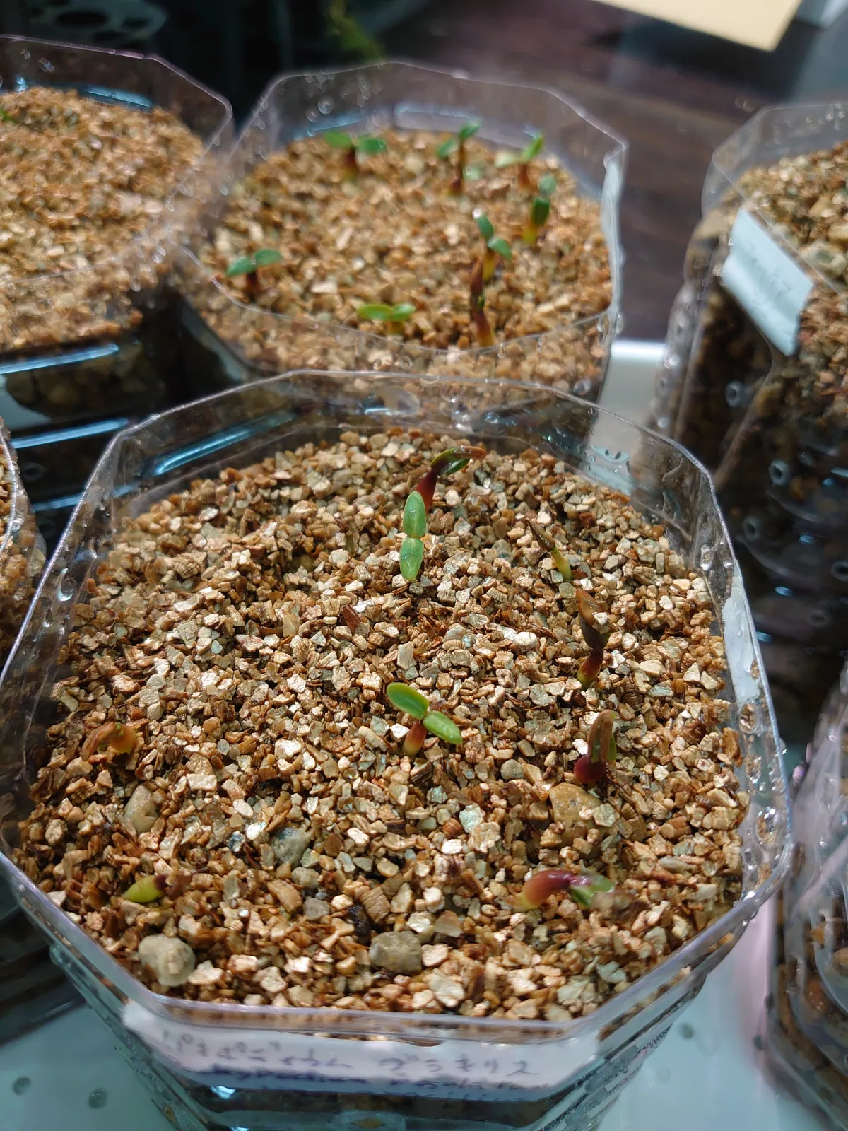 Pachypodium rosulatum var. gracilius (パキポディウム グラキリス)