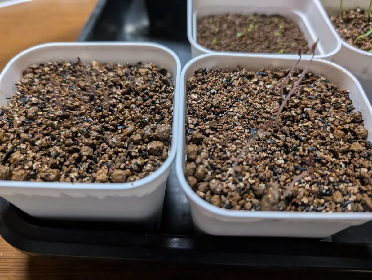 Dioscorea elephantipes (ディオスコレア エレファンティペス アフリカ亀甲竜)