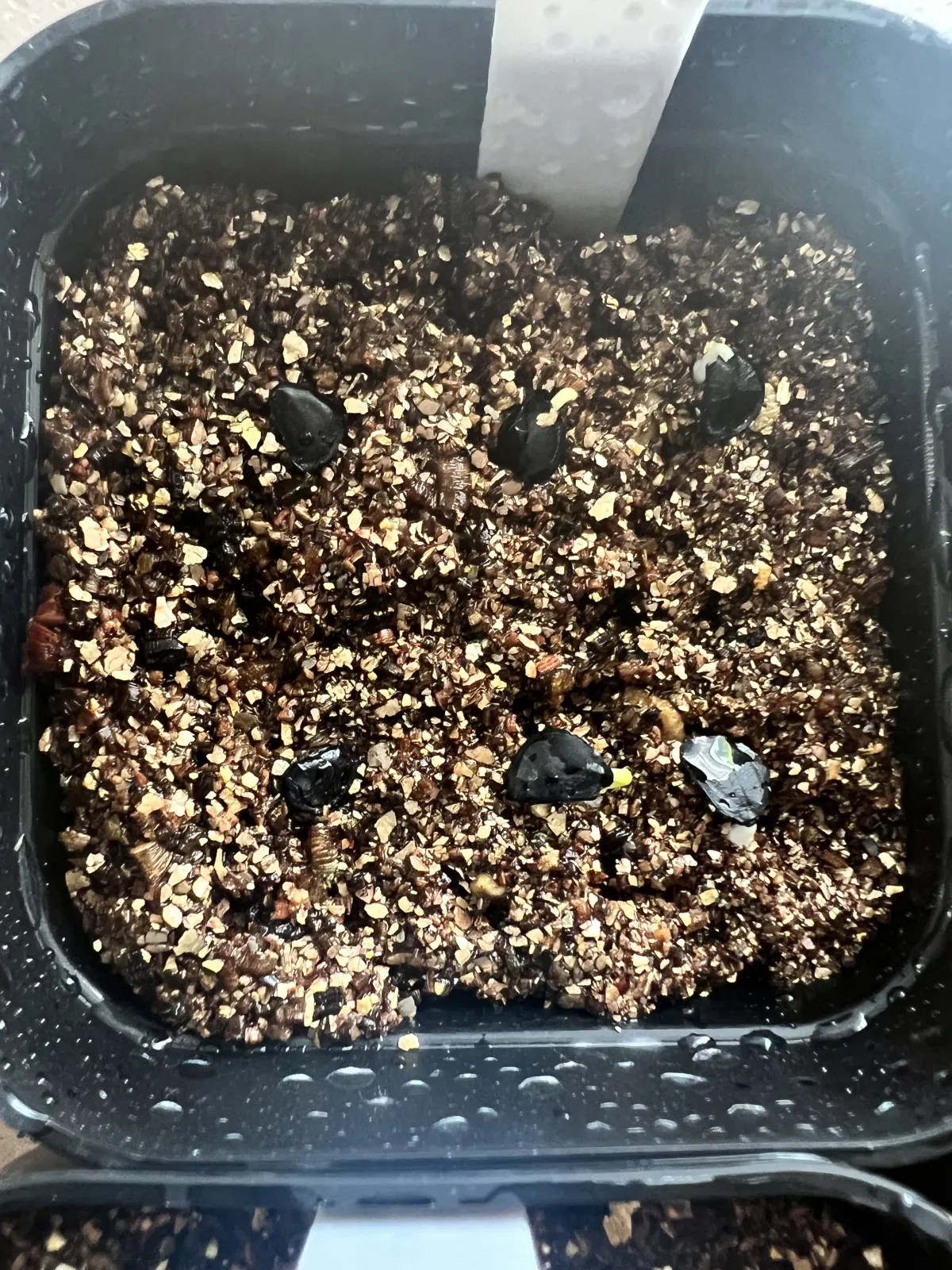 Agave parryi subsp. parryi (アガベ パリー)