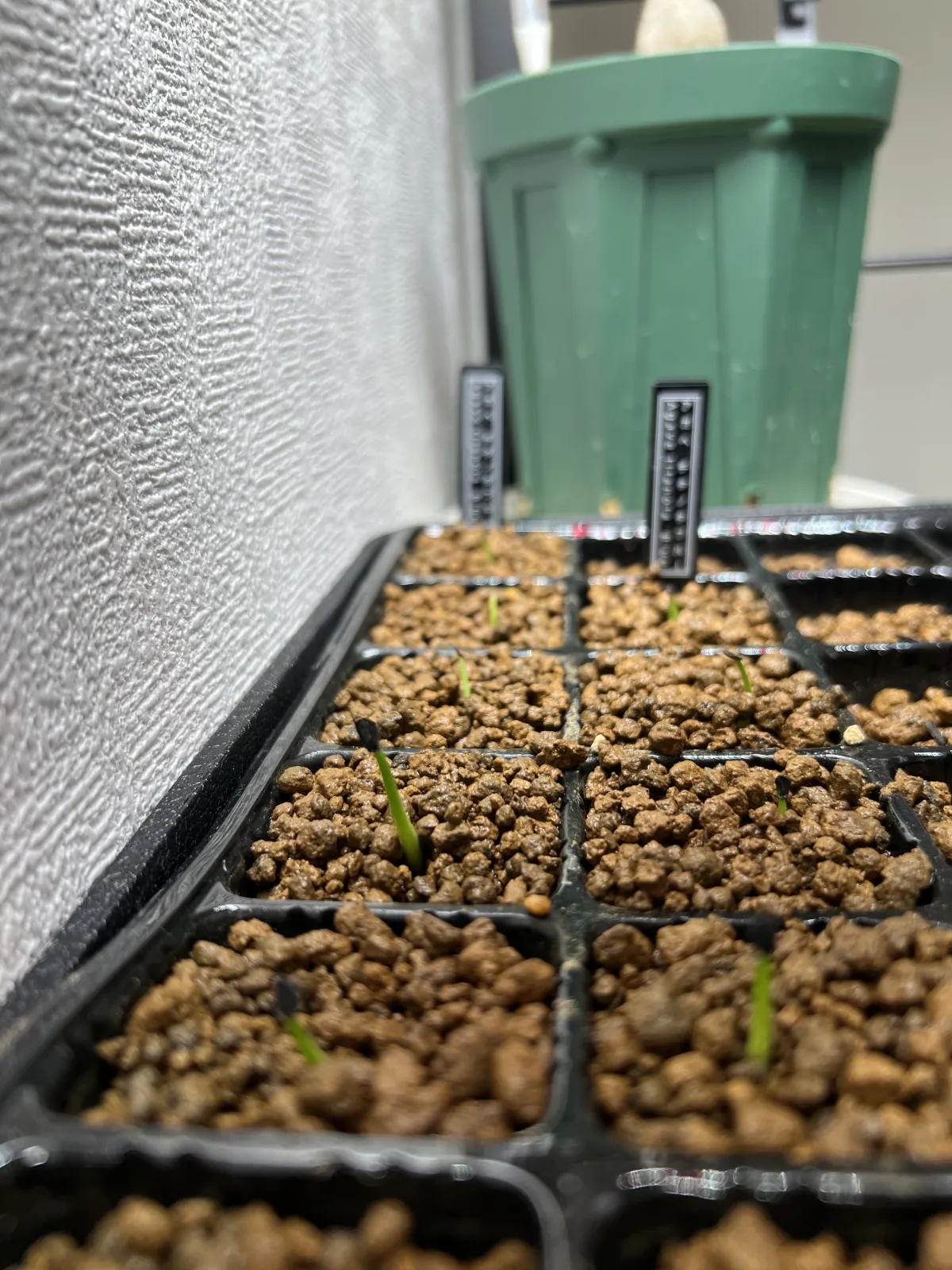 Agave titanota 'Blue' (アガベ チタノタブルー)