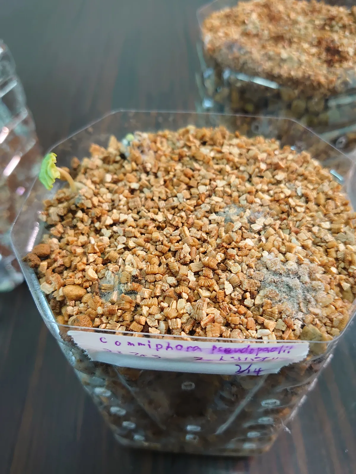 Commiphora pseudopaolii (コミフォラ スードウパオリー)