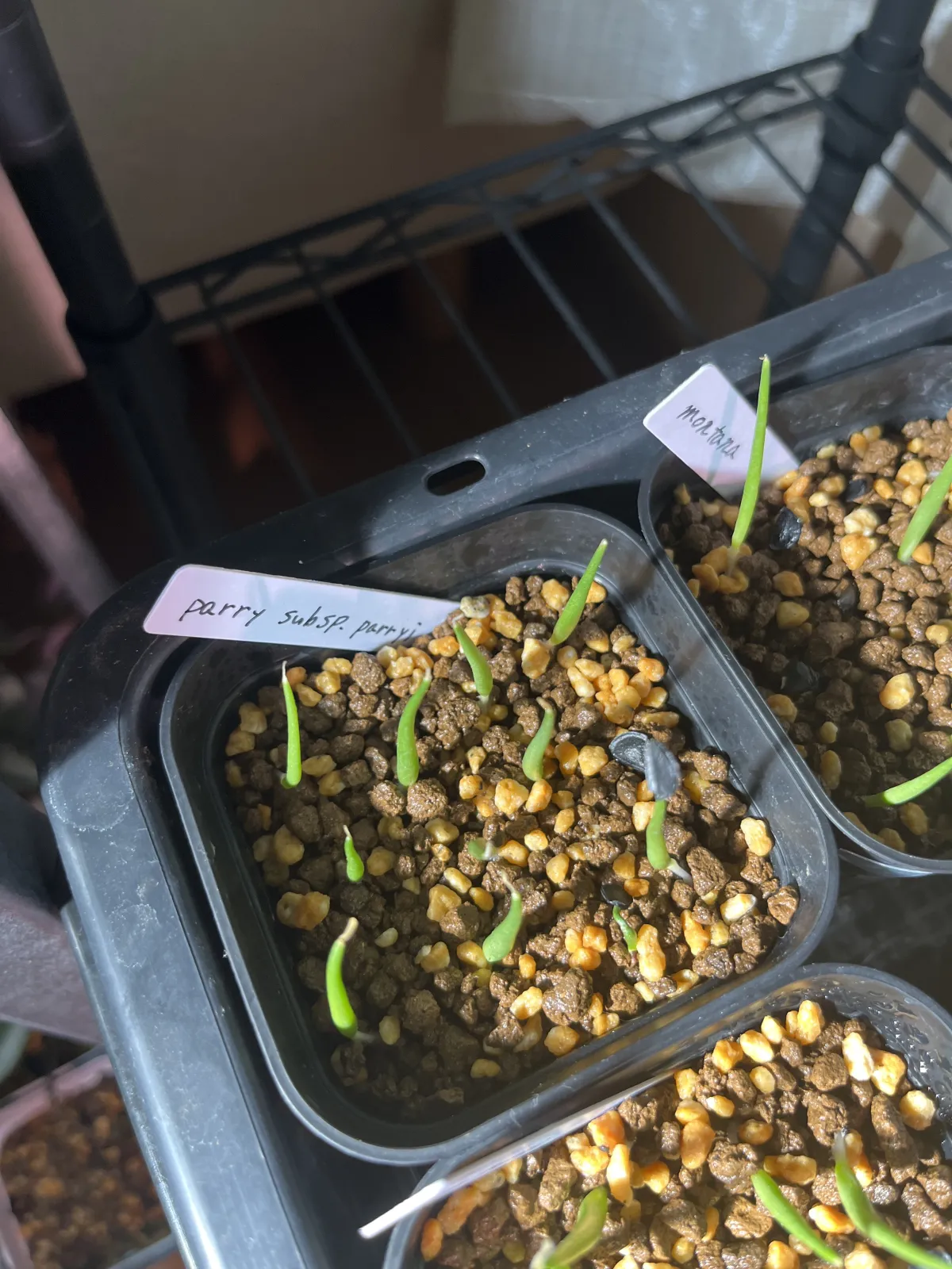 Agave parryi subsp. parryi (アガベ パリー)