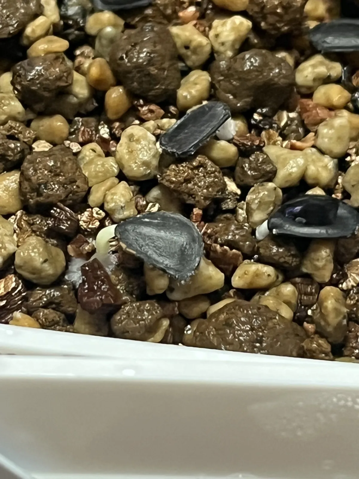 Agave colorata Mescal Ceniza (アガベ コロラータ)