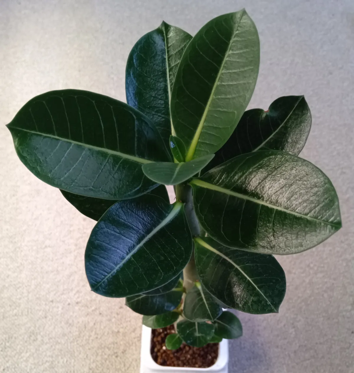 Adenium Godji x Fat Black Godji x Fat Black (アデニウム ゴッジファットブラック)