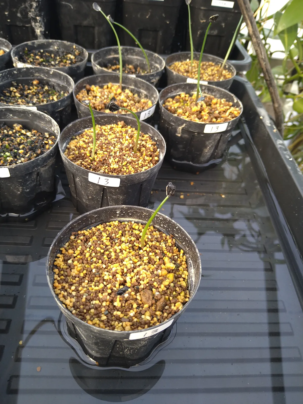 Agave hookeri (アガベ フーケリ)