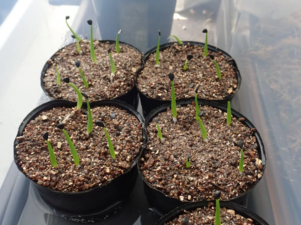 Agave utahensis var. nevadensis (アガベ ユタエンシス ネヴァデンシス)