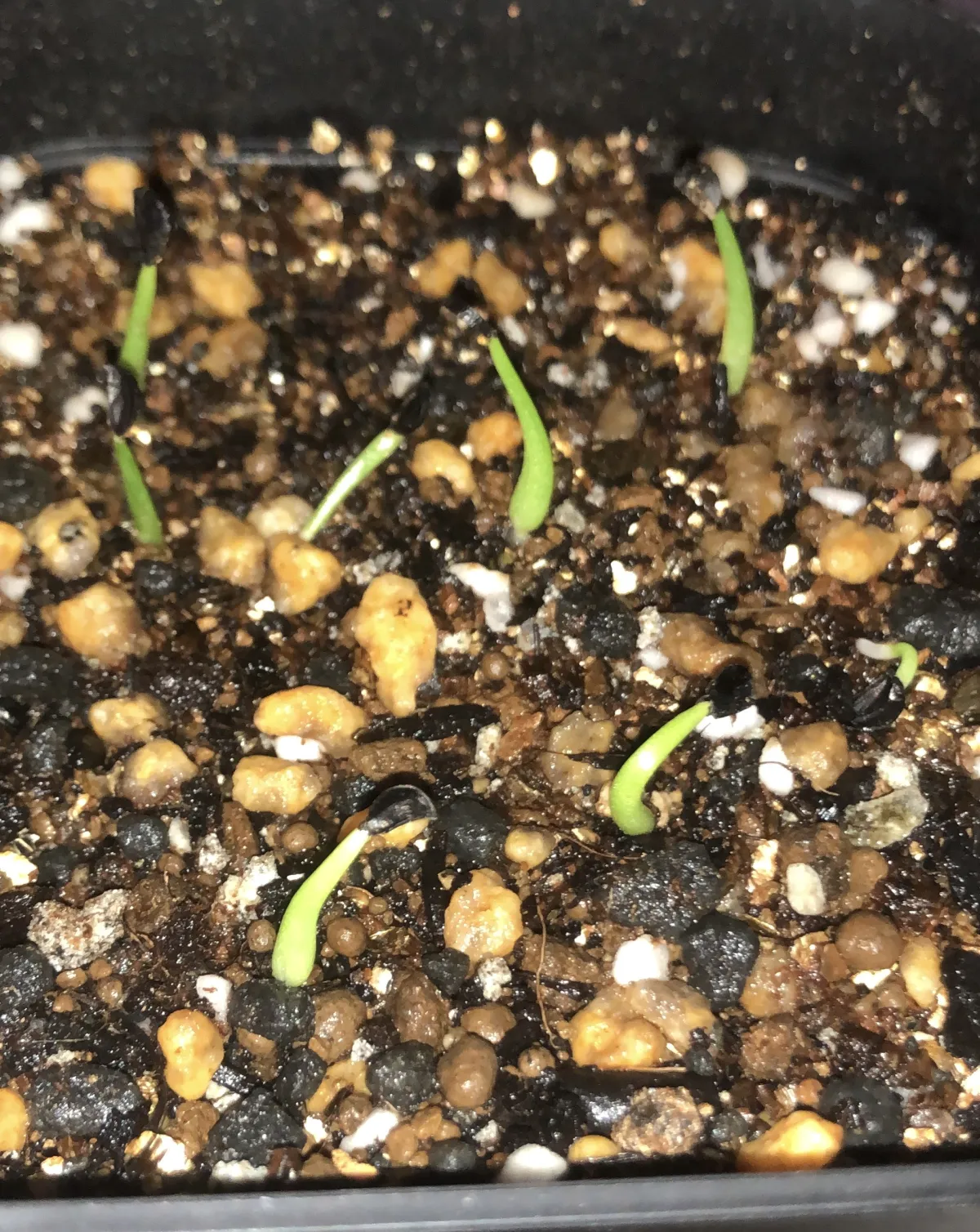 Agave striata subsp. striata (アガベ ストリアータ)