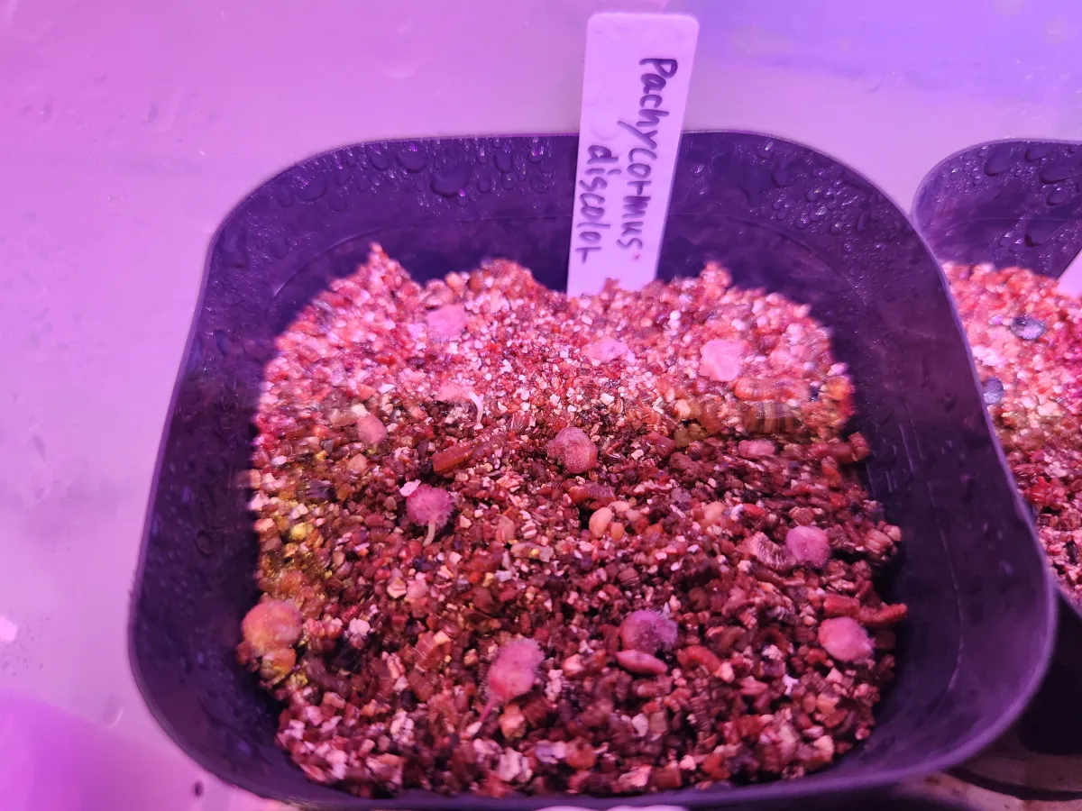 Pachycormus discolor (パキコルムス ディスカラー)