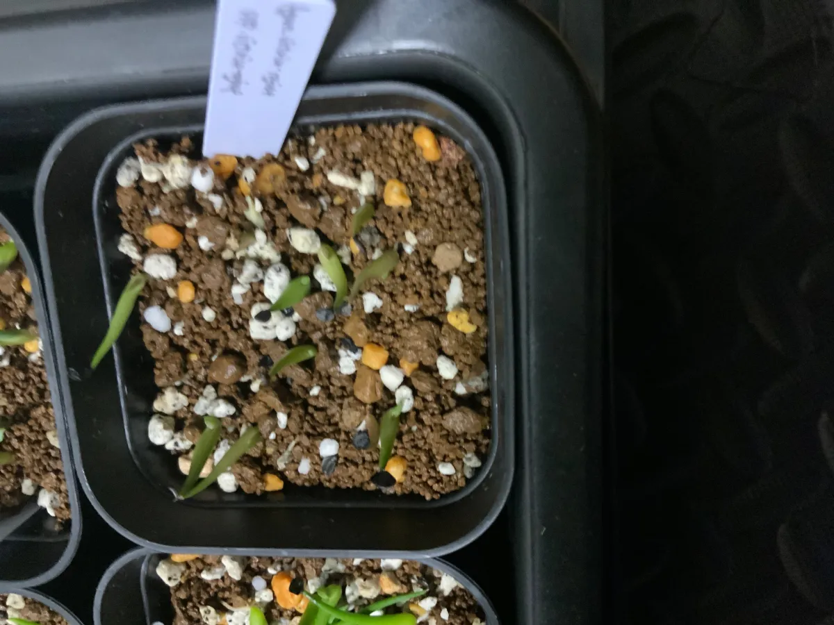 Agave victoriae-reginae (アガベ ビクトリアレジーナエ 笹の雪)