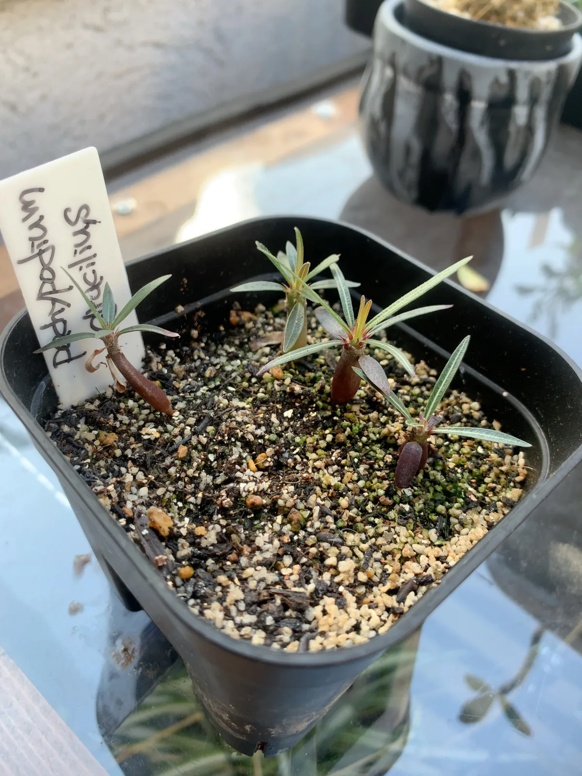 Pachypodium rosulatum var. gracilius (パキポディウム グラキリス)