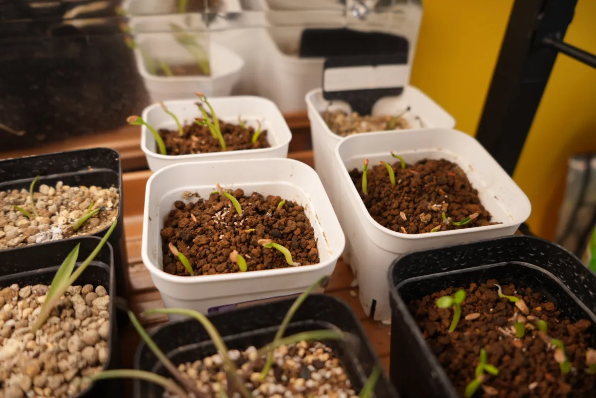 Pachypodium horombense (パキポディウム ホロンベンセ)