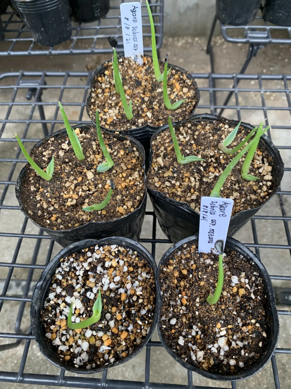 Agave sobria subsp. roseana (アガベ ソブリア ロゼアナ)