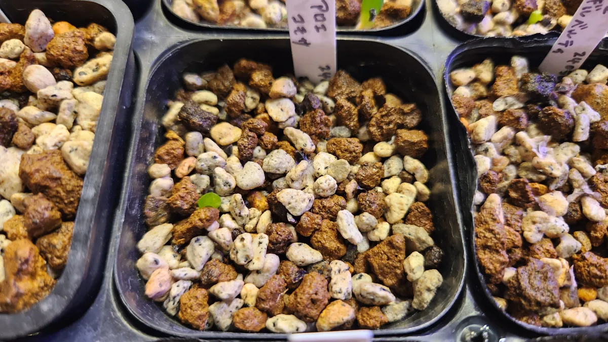 Aloe comosa (アロエ コモサ)