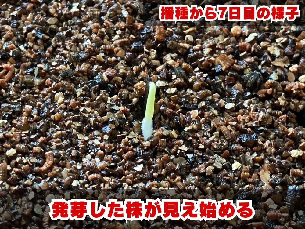 Agave potatorum (アガベ ポタトラム)