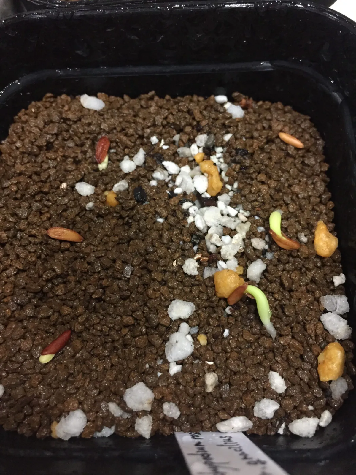 Pachypodium rosulatum var. gracilius (パキポディウム グラキリス)