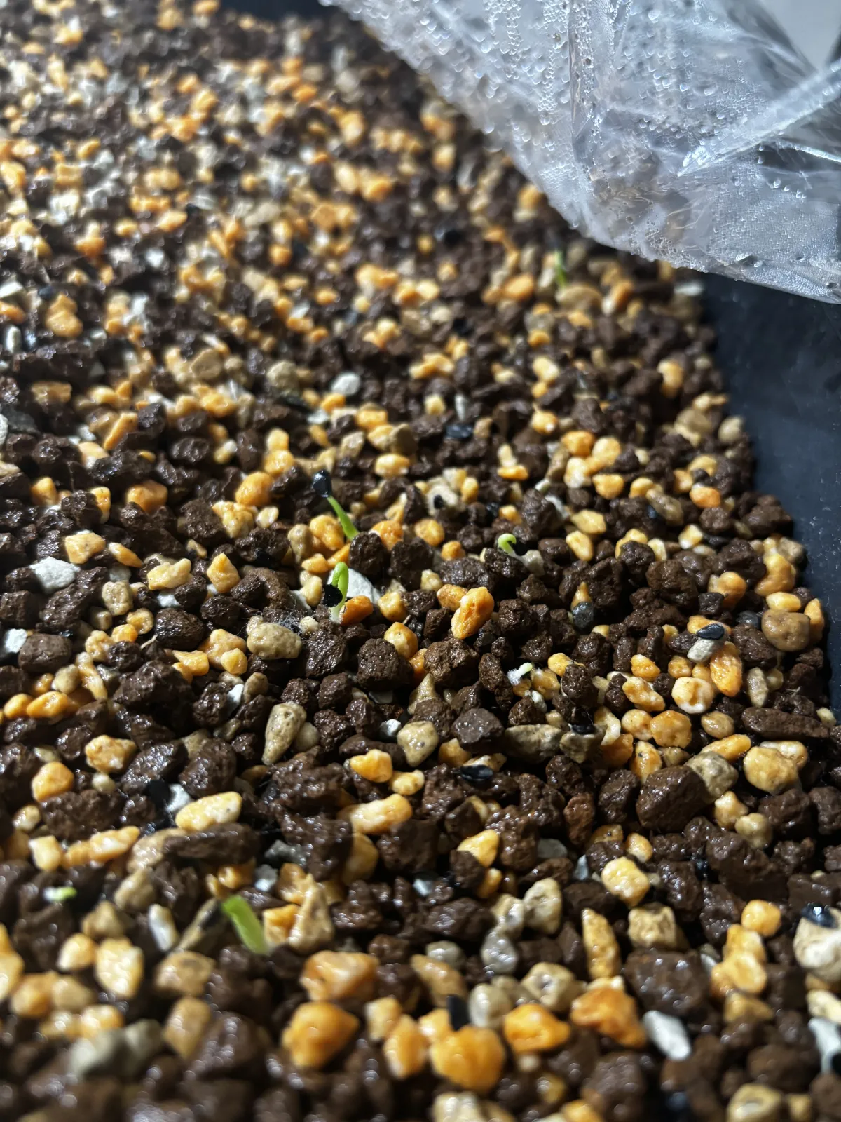 Agave oteroi (アガベ オテロイ)