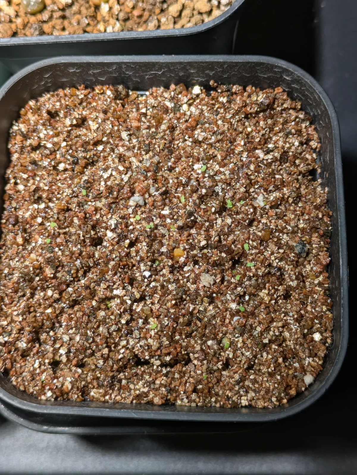 Echeveria rubromarginata (エケベリア ルブロマルジナータ)