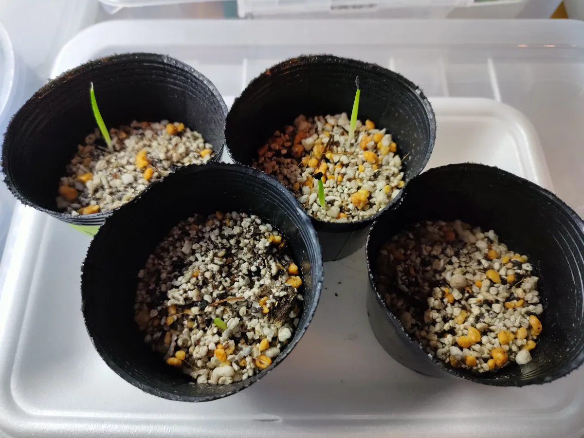 Agave titanota 'Blue' (アガベ チタノタブルー)