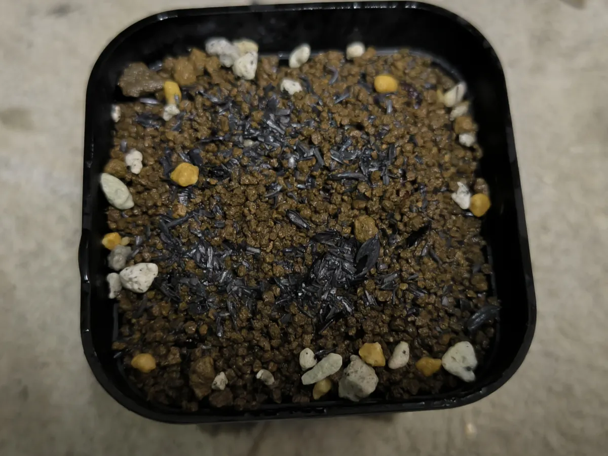 Adenia olaboensis green trunk (アデニア オラボエンシス グリーントランク)