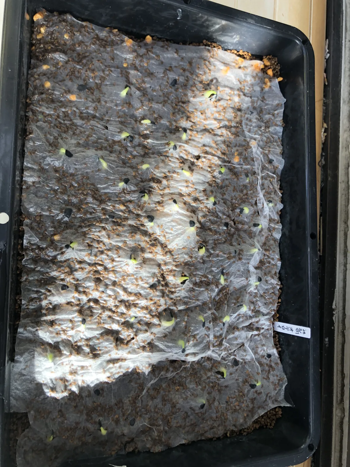 Agave oteroi (アガベ オテロイ)