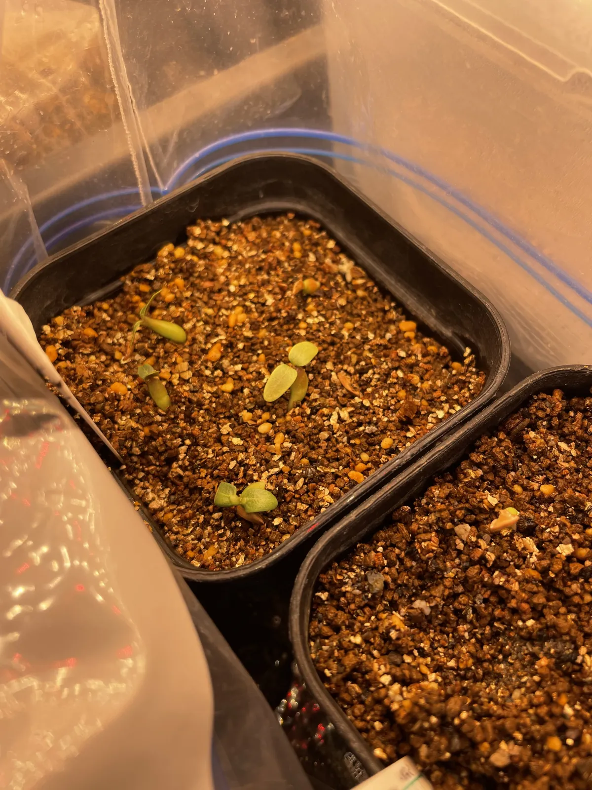 Pachypodium horombense (パキポディウム ホロンベンセ)