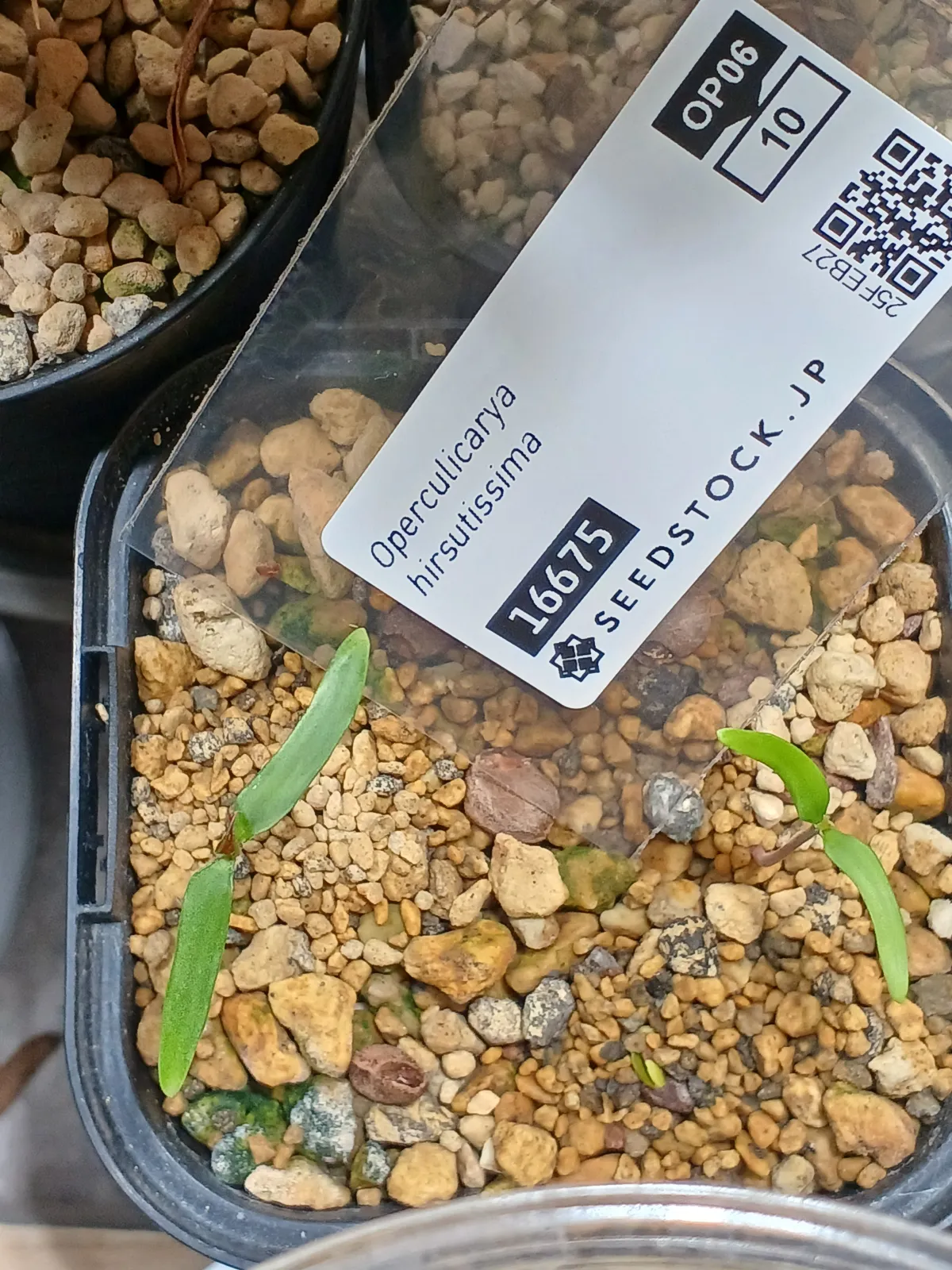 Opuntia hirsutissima (オペルクリカリア ヒルスティッシマ)