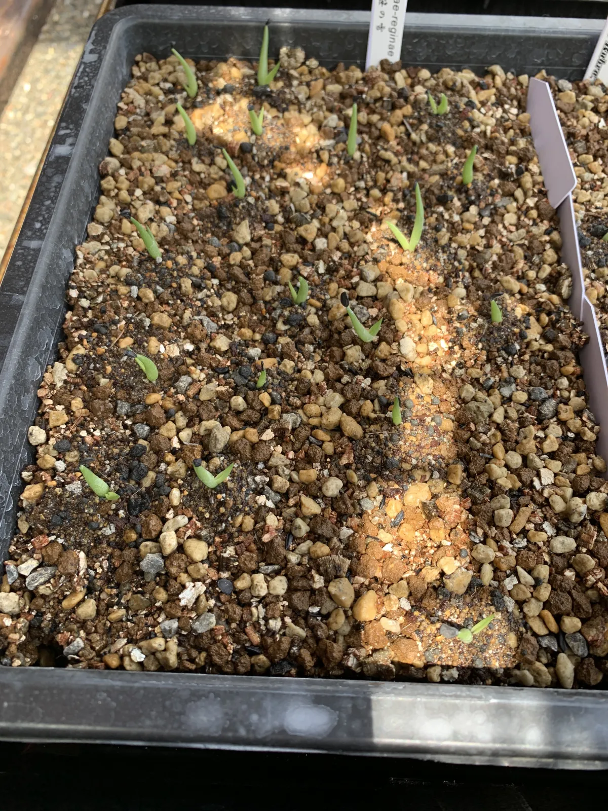 Agave victoriae-reginae (アガベ ビクトリアレジーナエ 笹の雪)