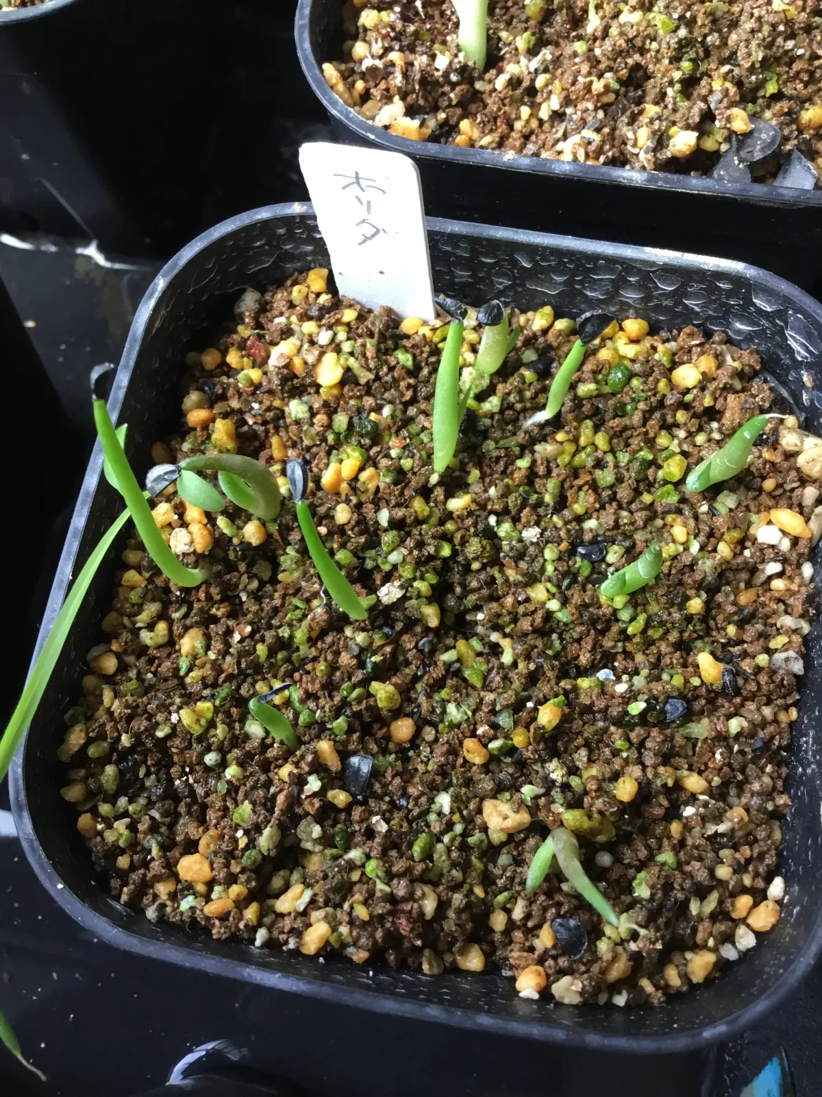 Agave horrida ssp. horrida (アガベ ホリダ)