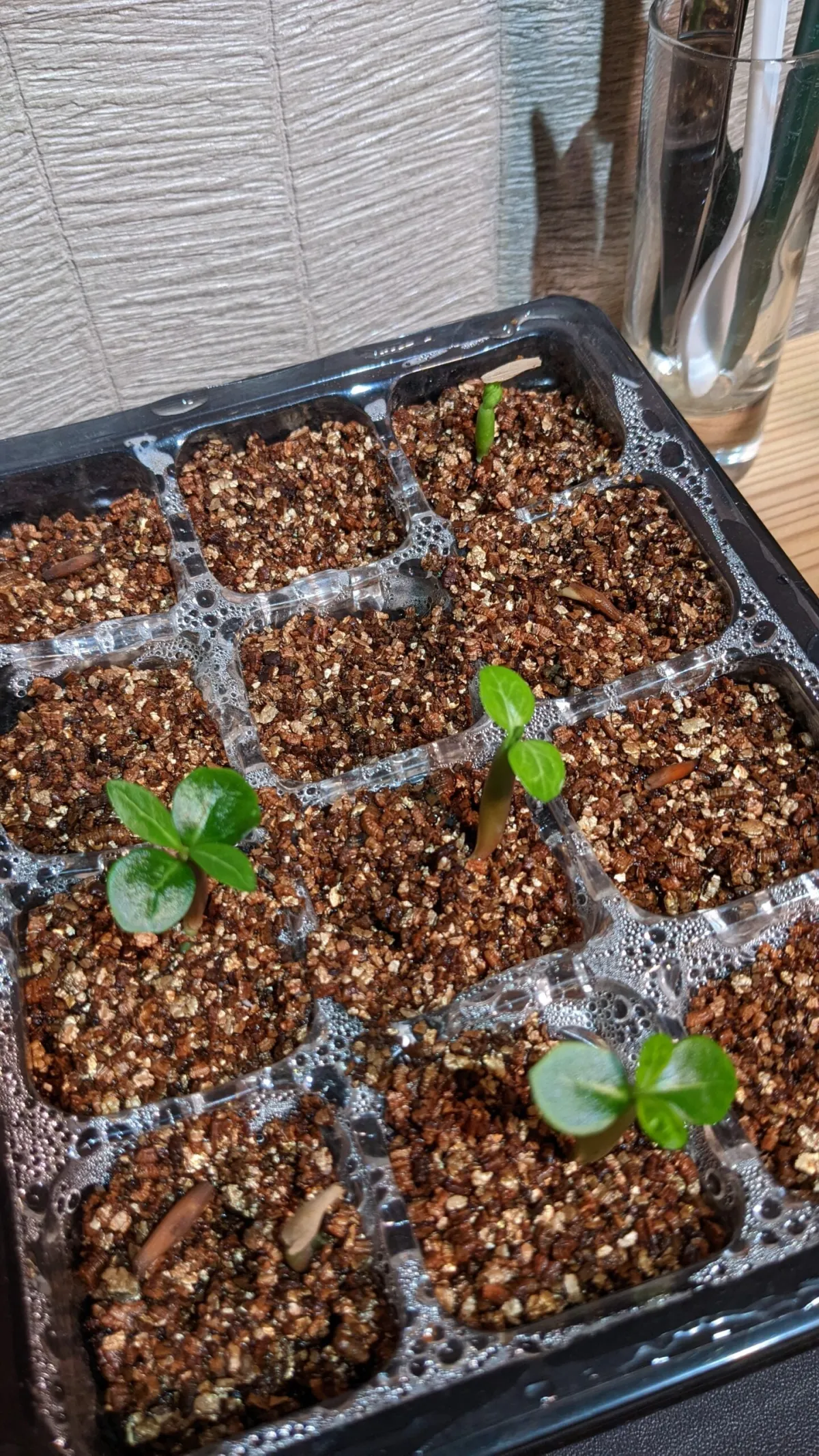 Adenium multiflorum (アデニウム マルチフローラム)