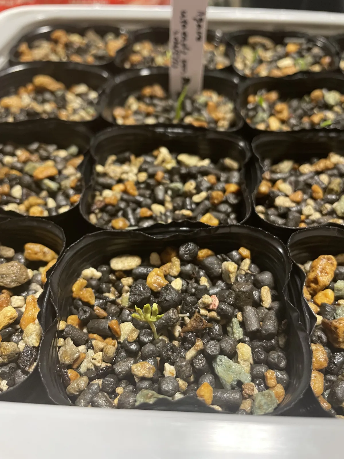 Boswellia neglecta (ボスウェリア ネグレクタ)