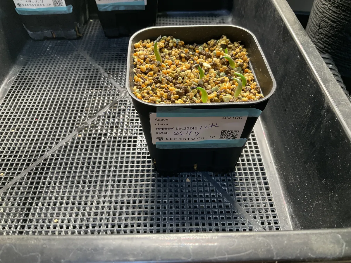 Agave oteroi (アガベ オテロイ)