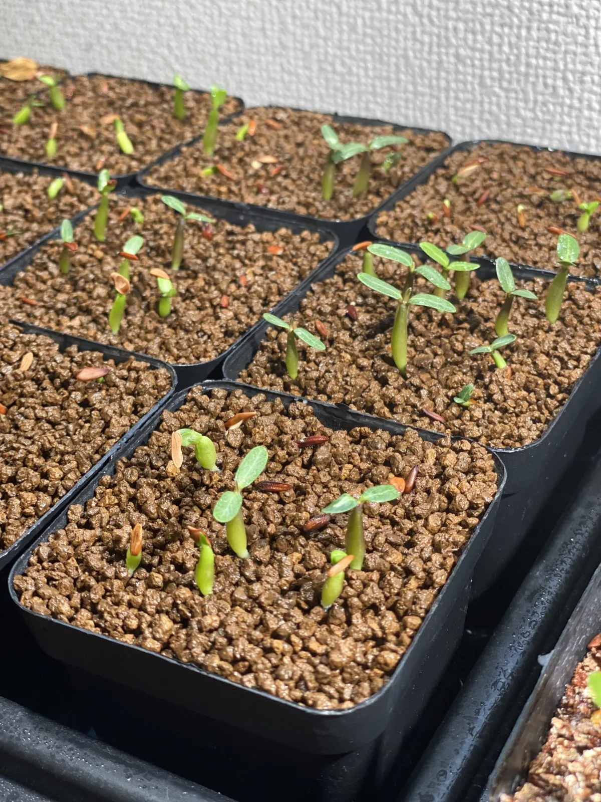 Pachypodium rosulatum var. gracilius (パキポディウム グラキリス)