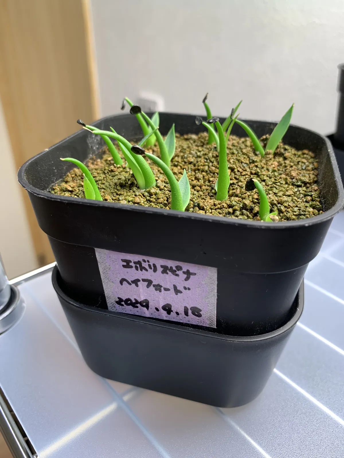 Agave utahensis ssp. utahensis (アガベ ユタエンシス)