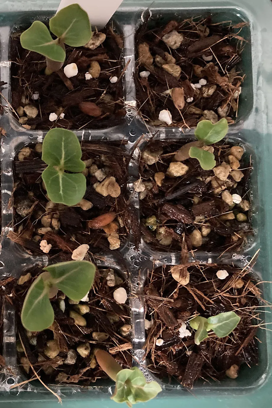 Adenium arabicum (アデニウム アラビカム)