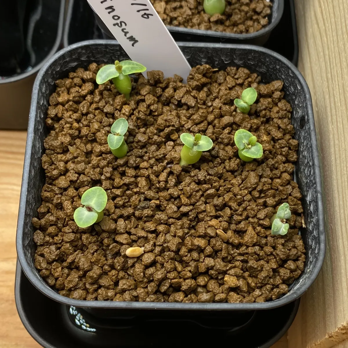 Pachypodium bispinosum (パキポディウム ビスピノーサム)