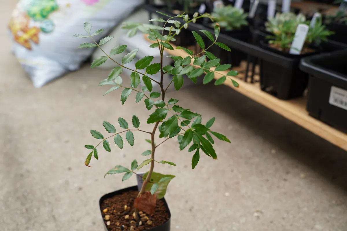 Commiphora hyphaenoides sp. tulear (コミフォラ ヒファエノイデス)