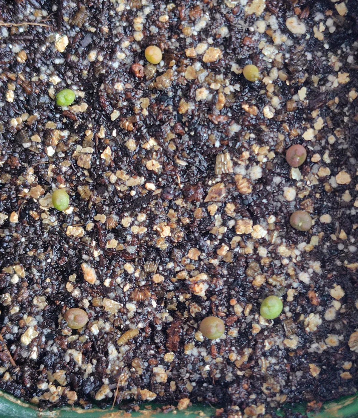 Astrophytum asterias (アストロフィツム ゴンザレス)