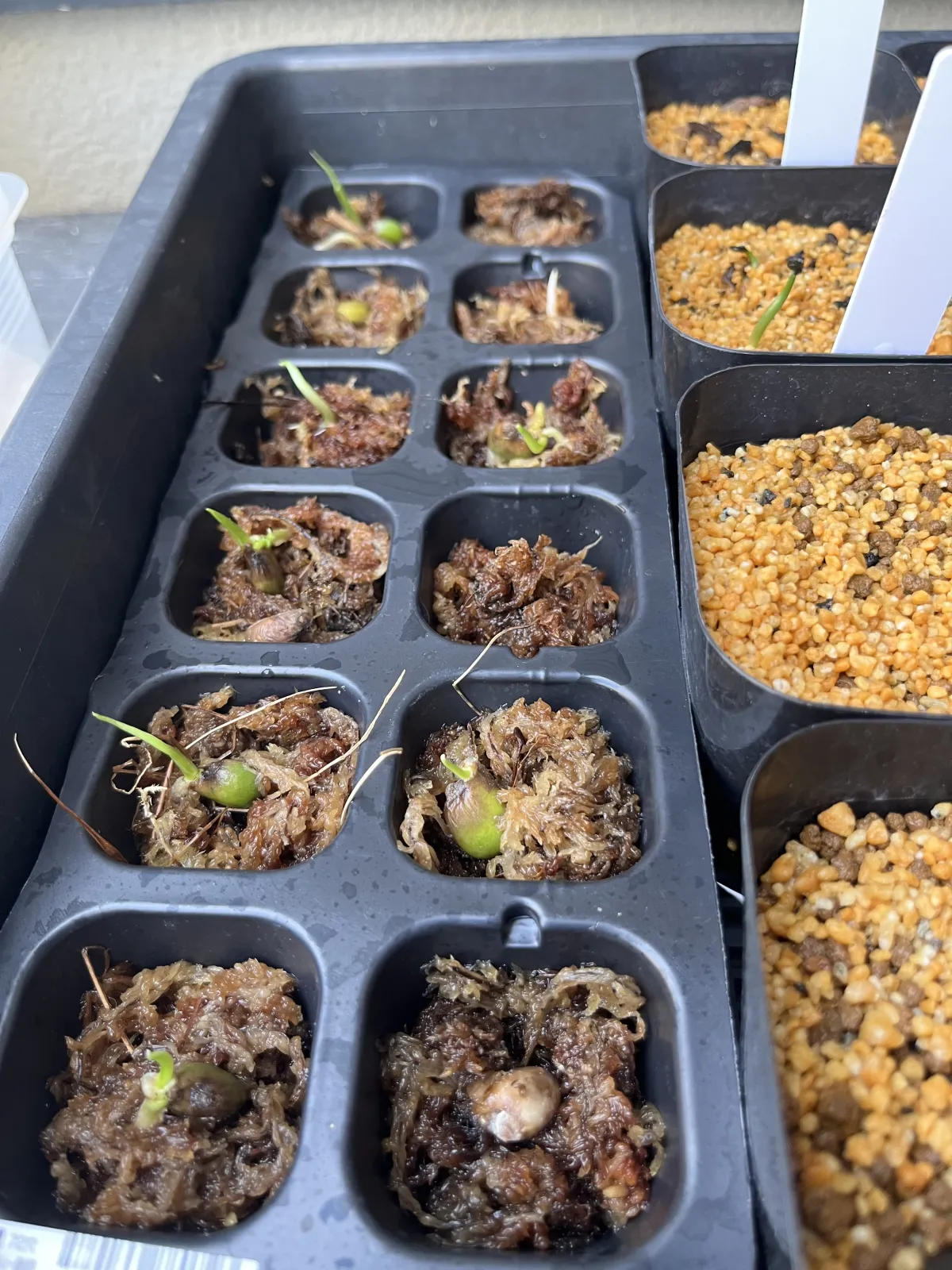 Monstera deliciosa (モンステラ デリシオーサ)