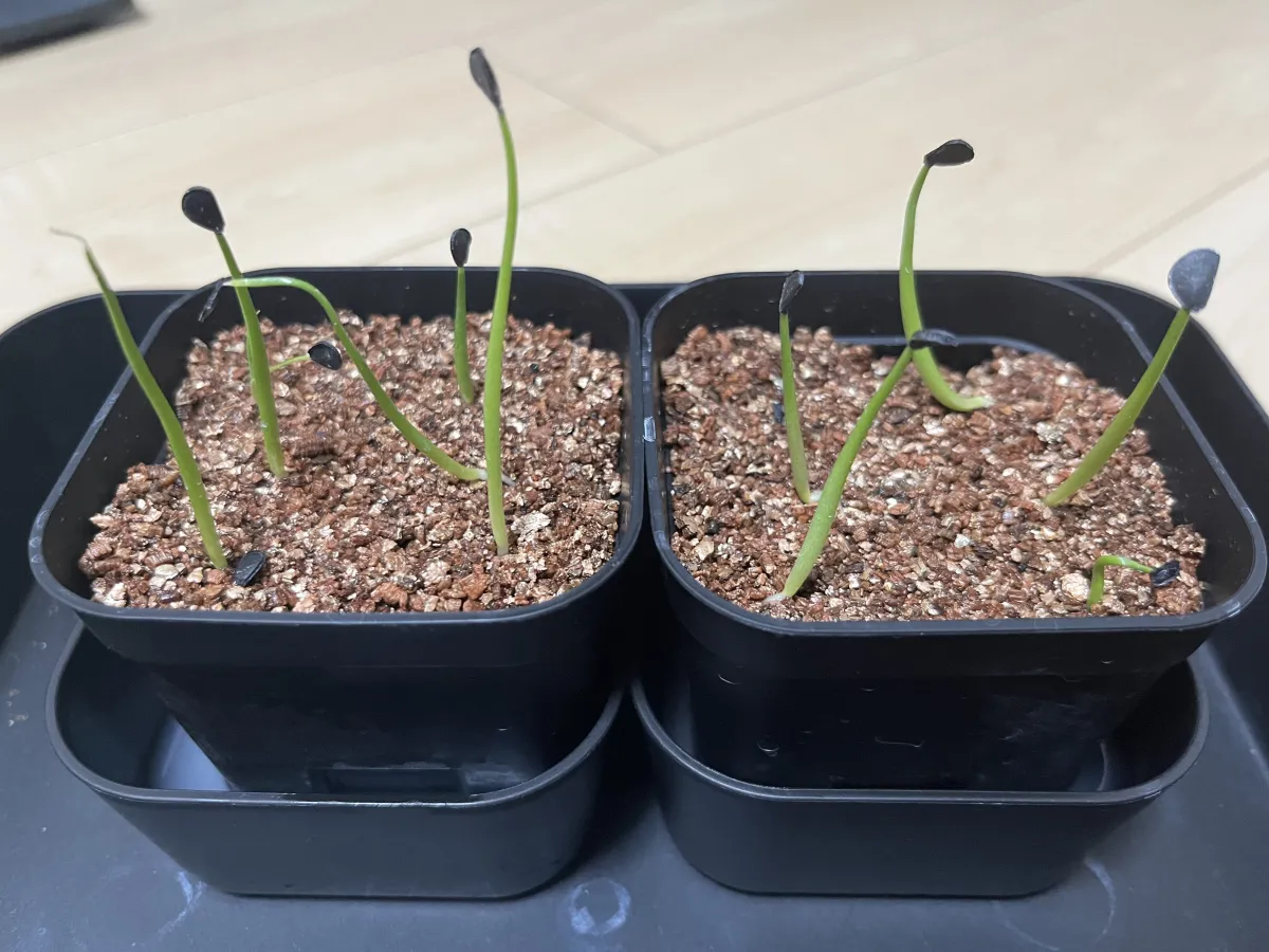 Agave oteroi (アガベ オテロイ)